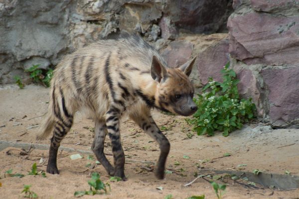 hyene rayée