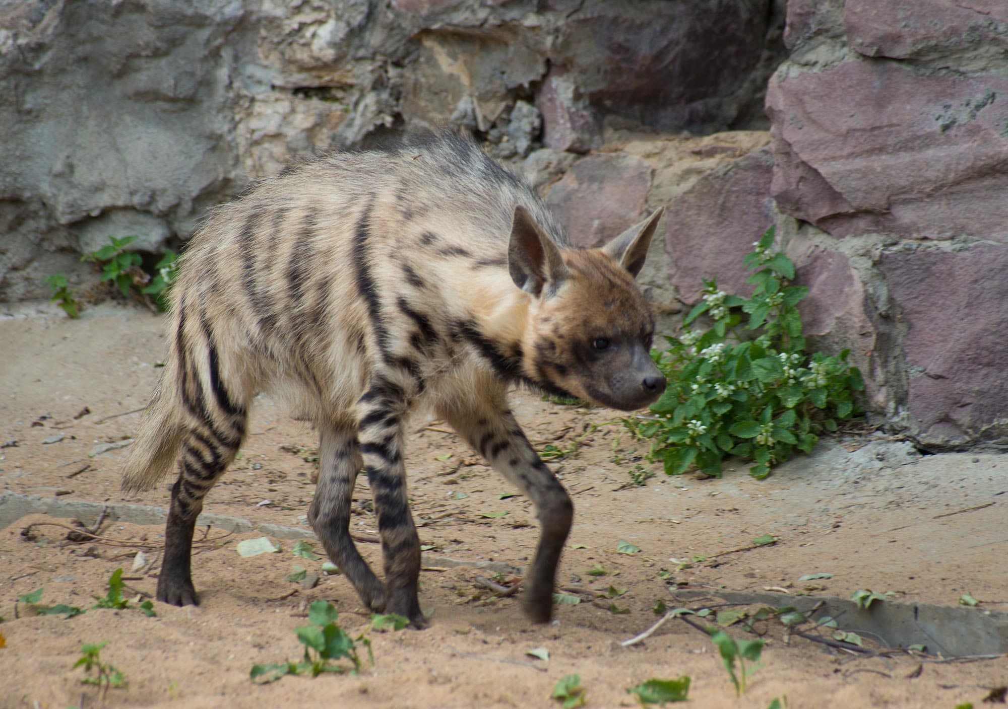hyene rayée